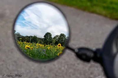 Sonnenblumen gespiegelt