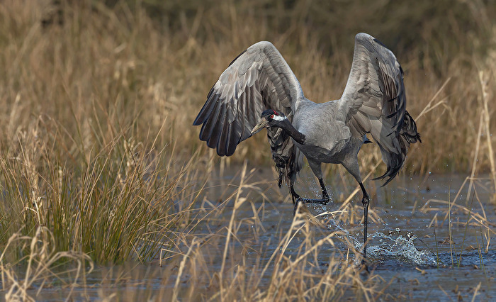 Kranich (Grus grus)