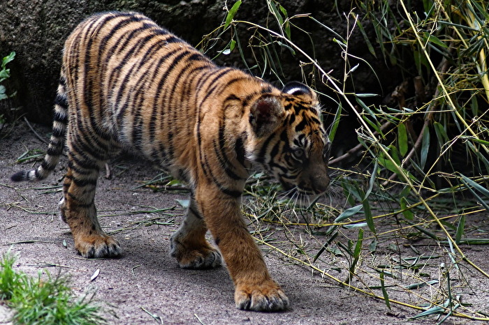junger Tiger