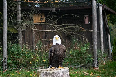 Adler