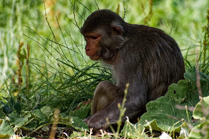Rhesus Monkey