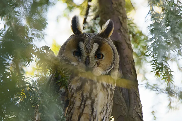 Tawny Owl