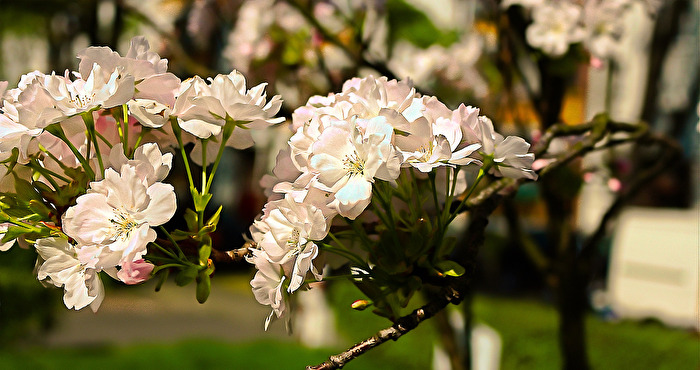 Frühling vor der Haustür
