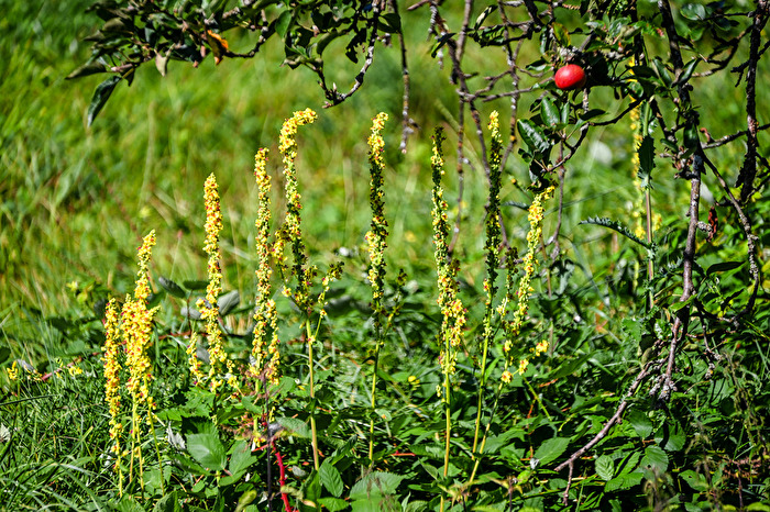 Apfel im fremden Revier