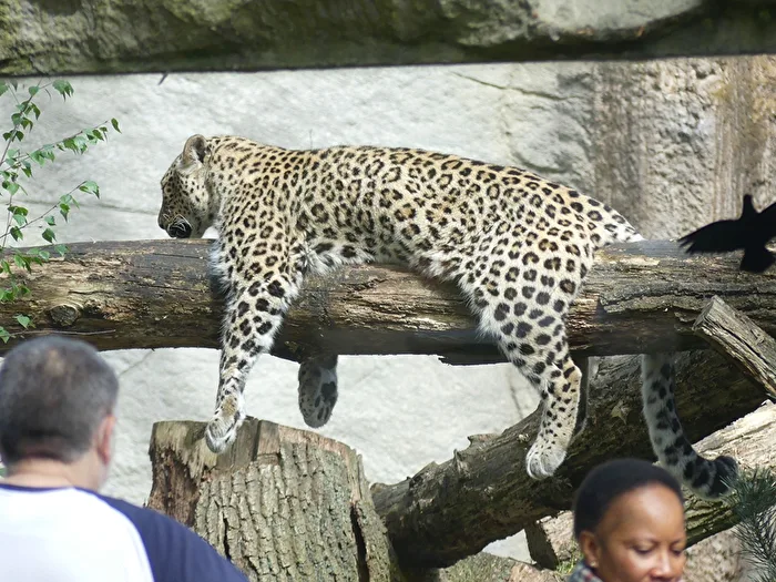 Siesta