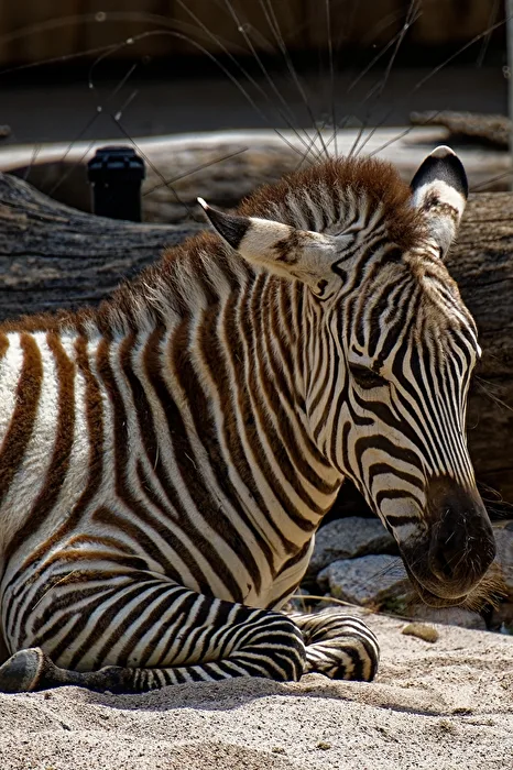Zebra