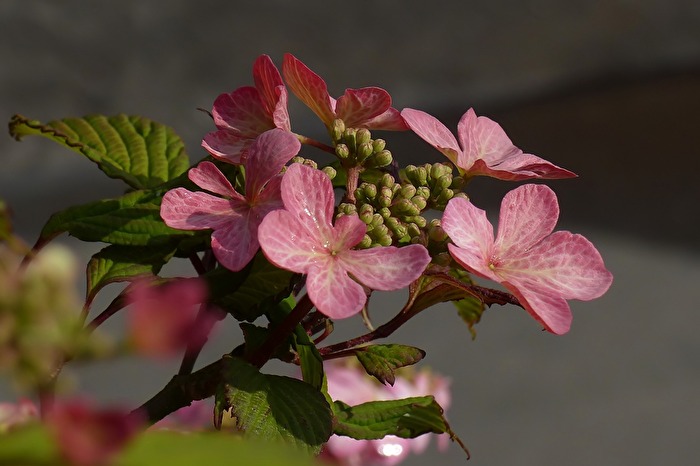 Tellerhortensie