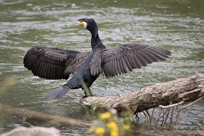 Kormoran an der Birs
