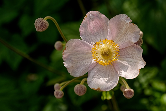 Japanische Anemone
