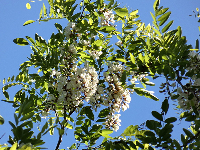 Ganz weit oben , Blüten der Robinie
