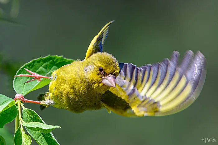 Start of a greenfinch