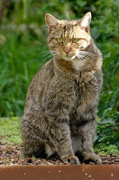 gato montés