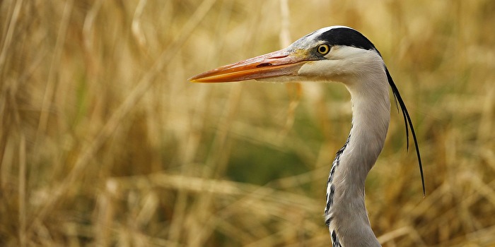 Im Profil - Graureiher