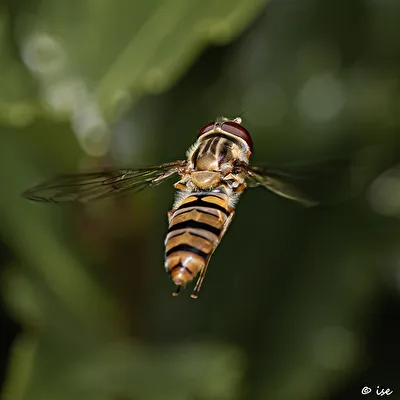 Schwebfliege