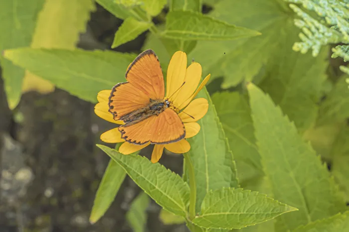 Mariposa Dukaten
