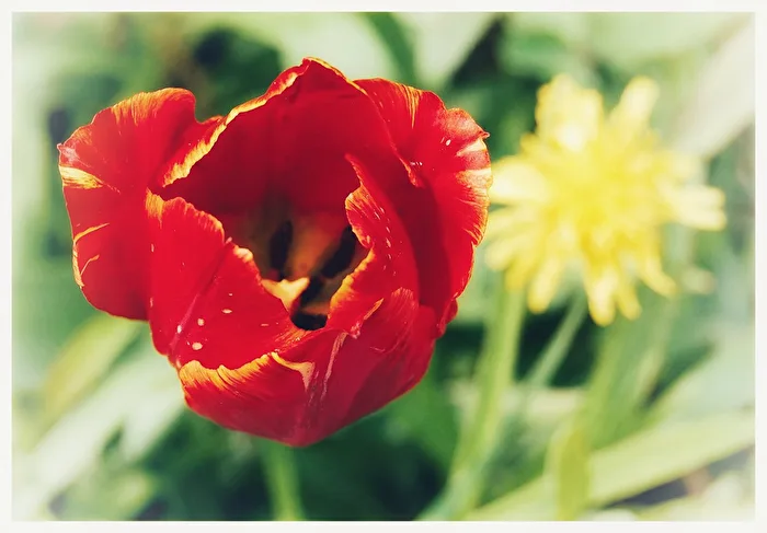 Tulpen - Tulpe