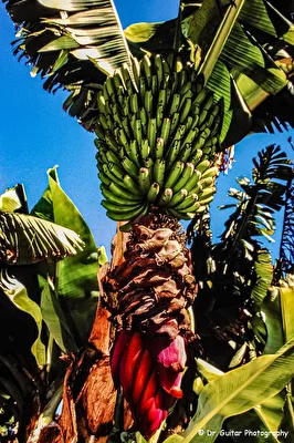 BANANAS