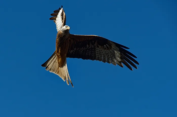 Red Kite