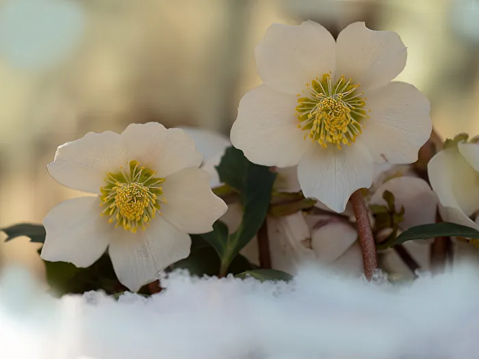 Snow Rose