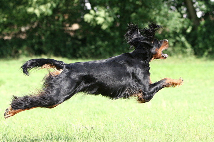 Flying dog