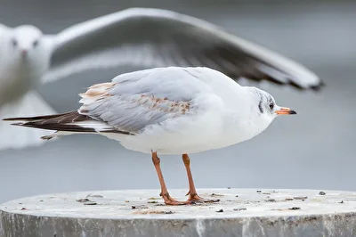 Duck dich, Kamerad!