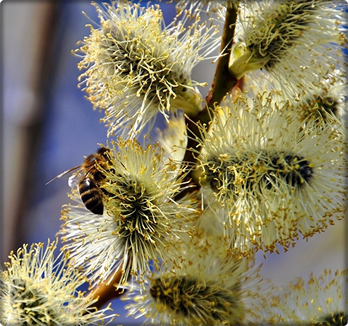 fleißiges Bienchen