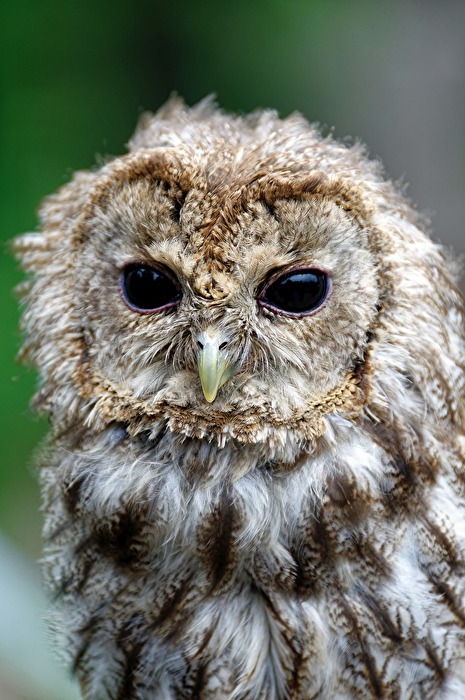 Noch ein Eulenportrait - Waldkauz