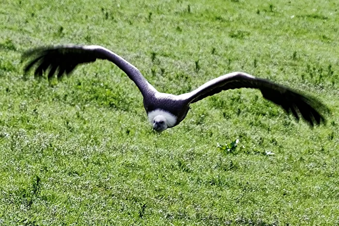 Griffon Vulture