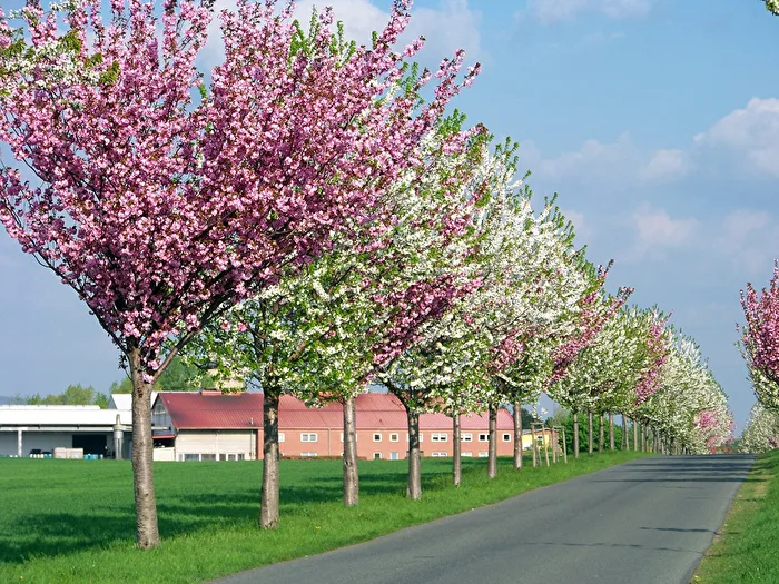 Flower Tunnel