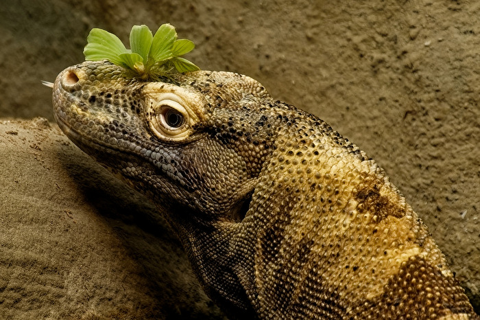 Komodowaran
