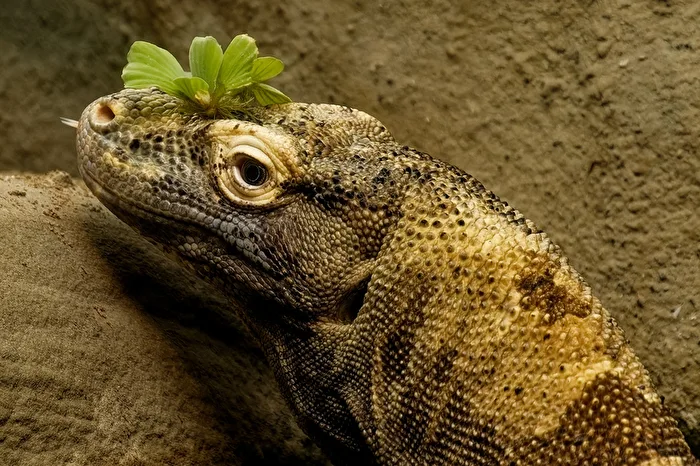 Komodowaran