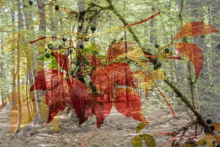 Der Herbst legt sich über den Wald...
