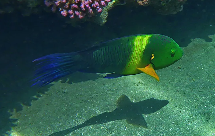  Fisch