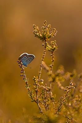 Ein Bläuling in der Heide