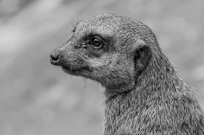 Meerkat..