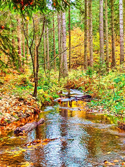 Herbstwald