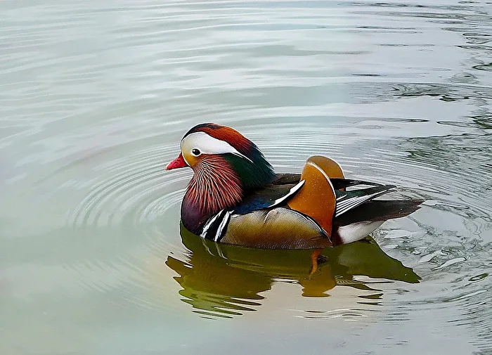 Mandarinente