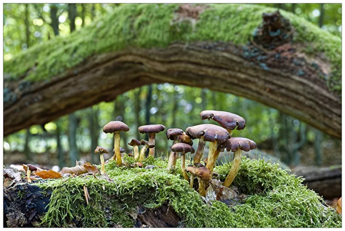 Dans la forêt