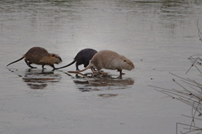 Nutria Familien Ausflug auf dem Eis