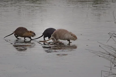 Nutria Familien Ausflug auf dem Eis