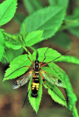 " Gleich bin ich weg ! "