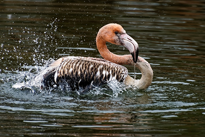 junger Flamingo