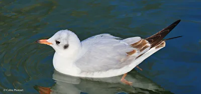 Möwe