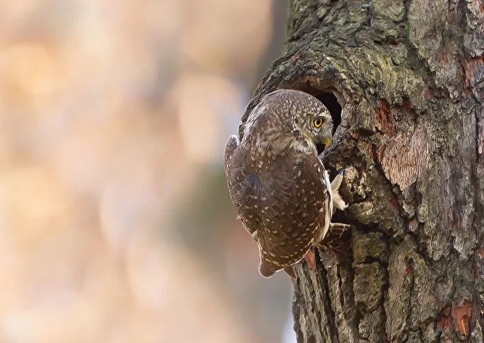 Eurasian Pygmy Owl