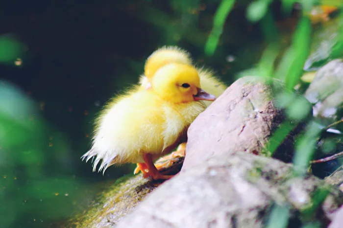 Two cute ducklings