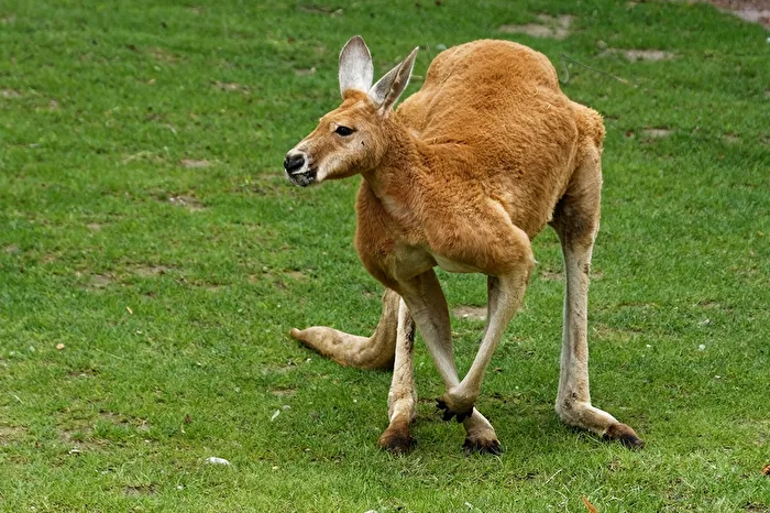 Kangaroo
