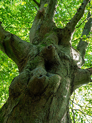 Baum von unten
