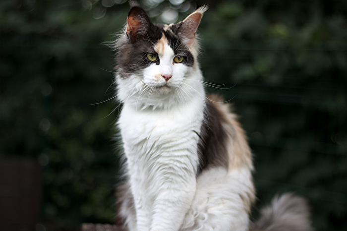 Zorrana mit der Maske. Sie ist einfach ein schönes Mädchen