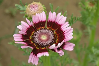 Bunte Wucherblume