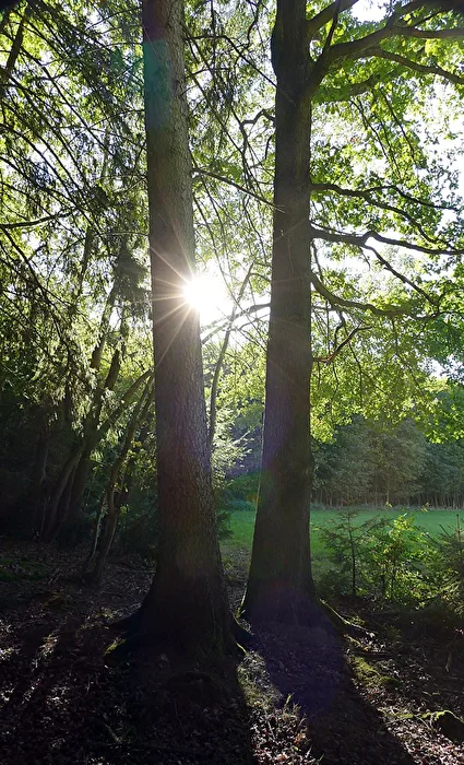 Unterwegs im Pilzwald